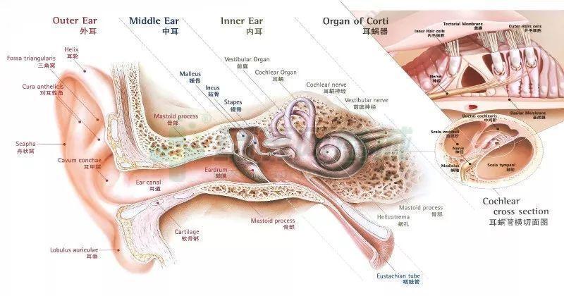 耳朵解剖图.jpeg
